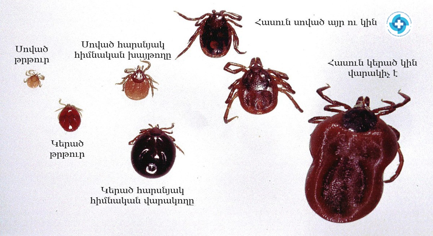 Լայմի հիվանդություն՝ ինչպես խուսափել